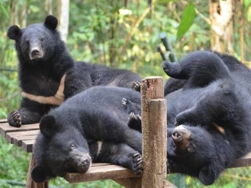 Behind The Scenes at Free The Bears