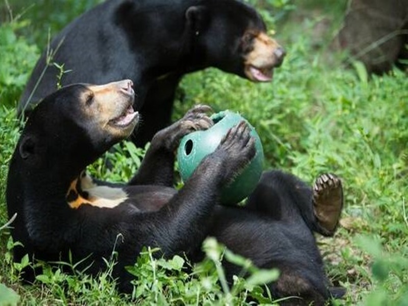 Behind The Scenes at Free The Bears