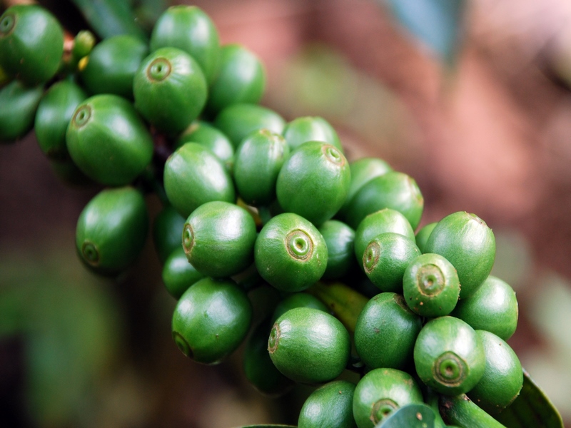 Bolaven Plateau Loop