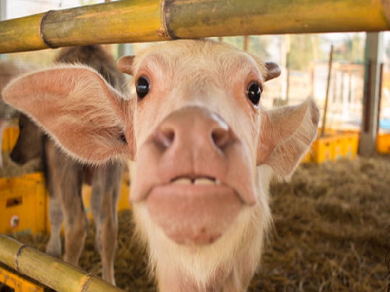 Buffalo Mozzarella Cooking Class