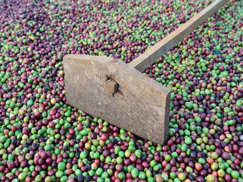 Jeep Journeys and Coffee Cultivation