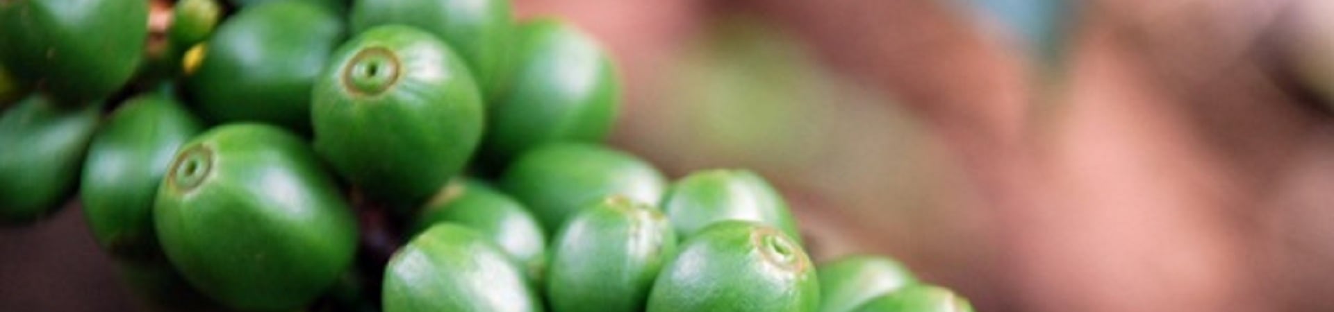 Image of Jeep Journeys and Coffee Cultivation