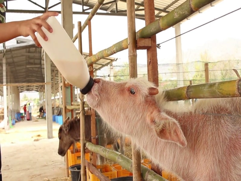 Laos Buffalo Dairy Tour (1 Hour Private Tour)
