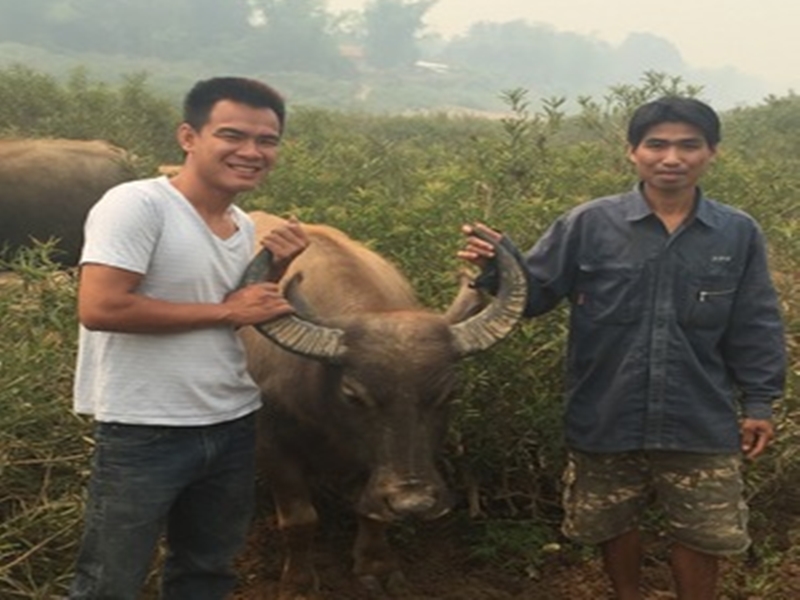 Laos Buffalo Dairy Tour (1 Hour Private Tour)