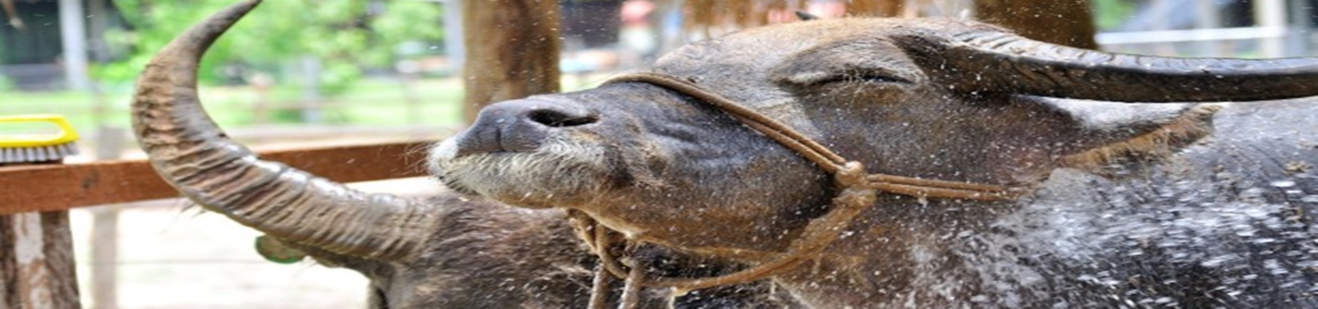 Image of Laos Buffalo Dairy Tour (1 Hour Private Tour)