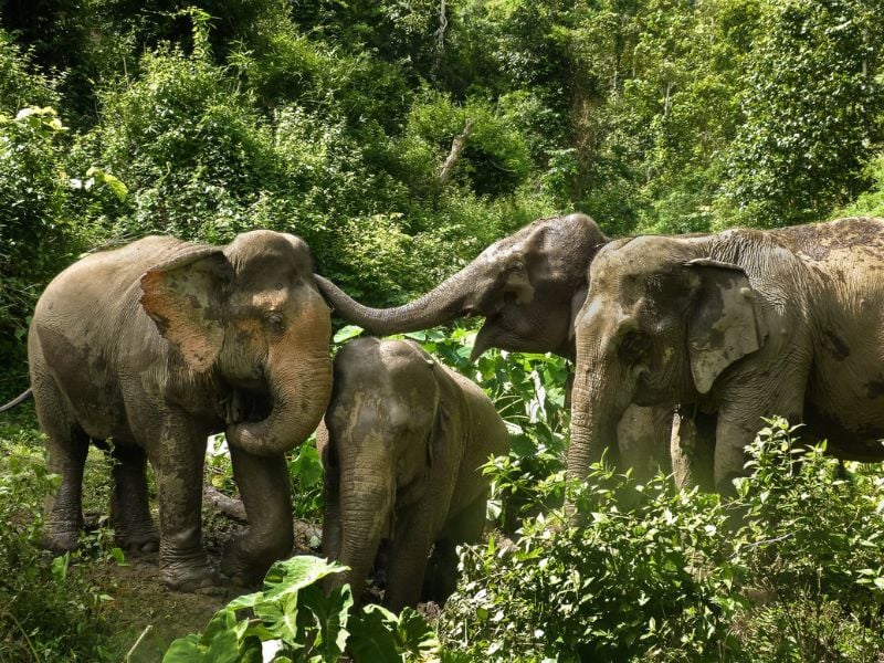 Mekong Elephant Wonders