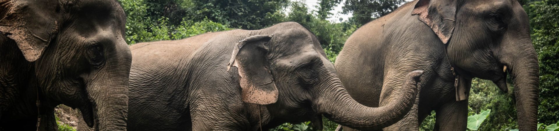 Image of Mekong Elephant Wonders