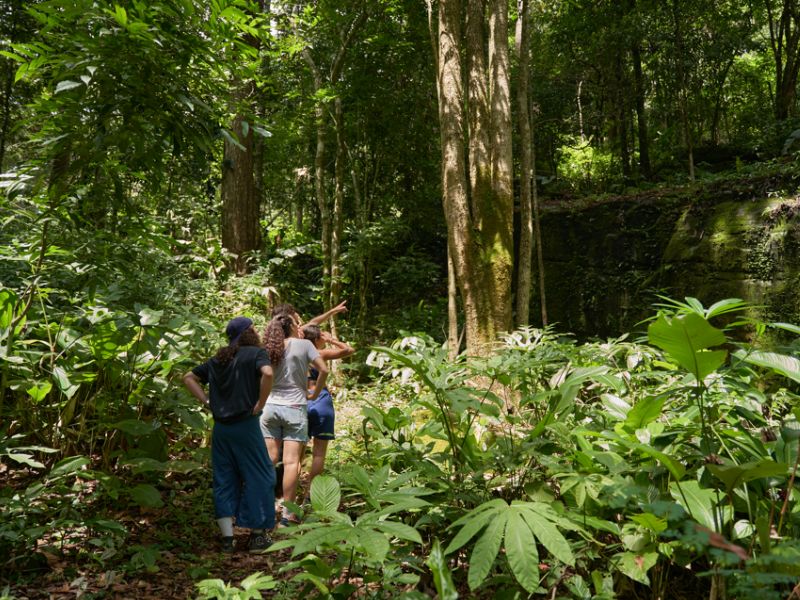 Nam Kat Yorla Paa Giant Tree Hike