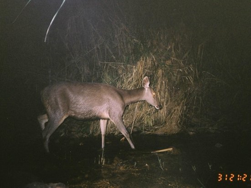 Nam Nern Night Safari