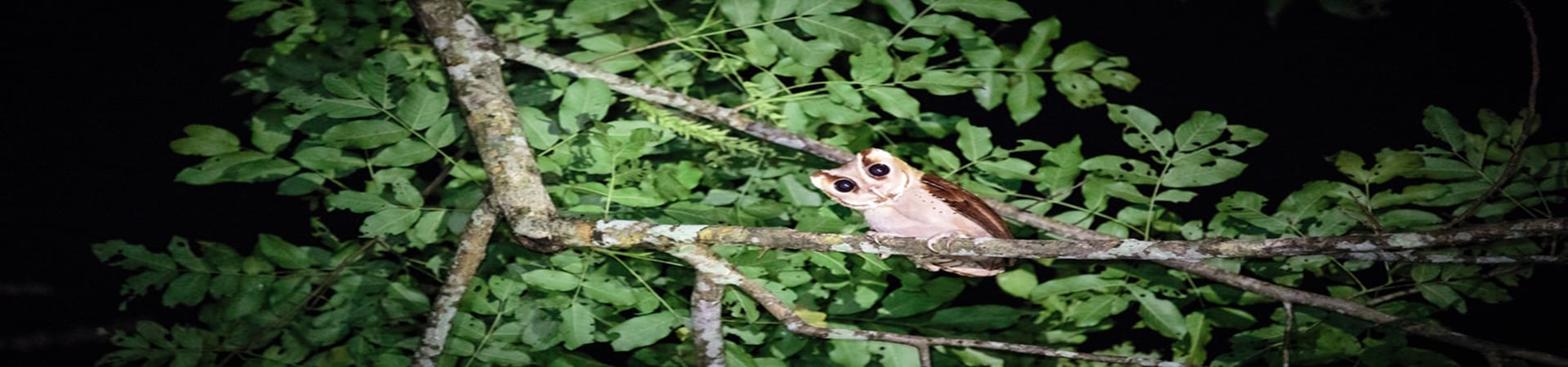 Image of Nam Nern Night Safari
