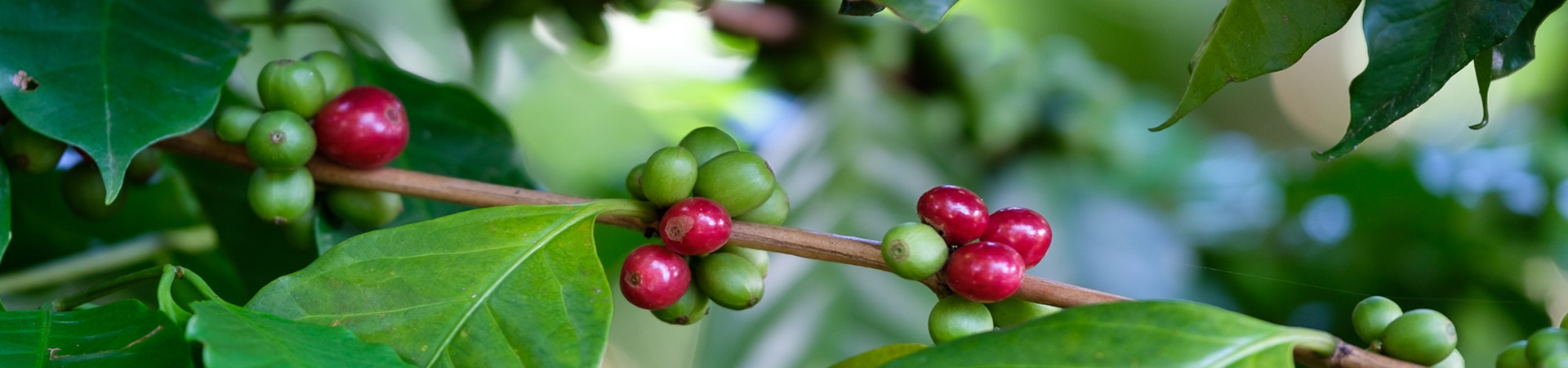 Image of Saffron Responsible Coffee Excursion