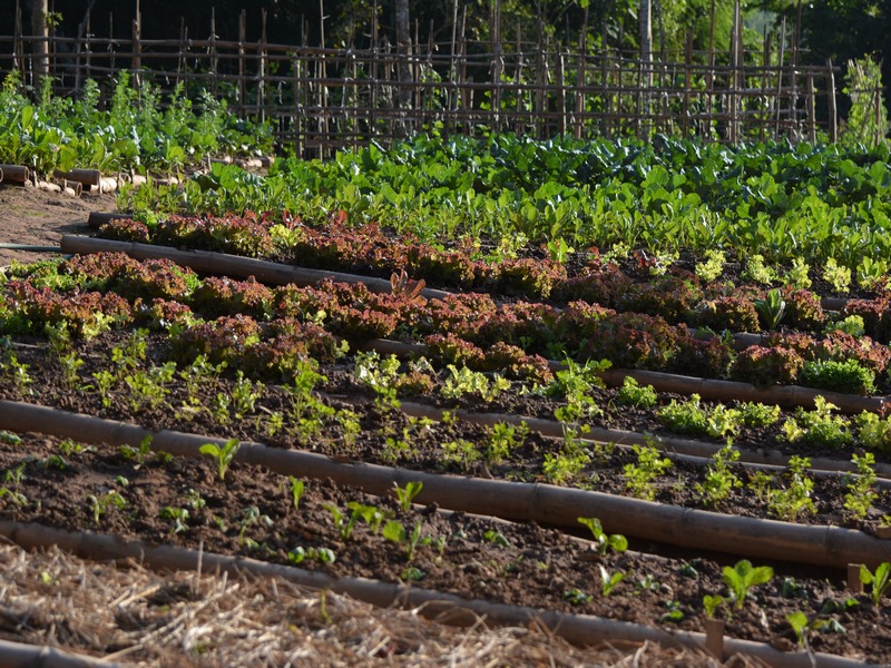 Therapeutic Trek with Elephants