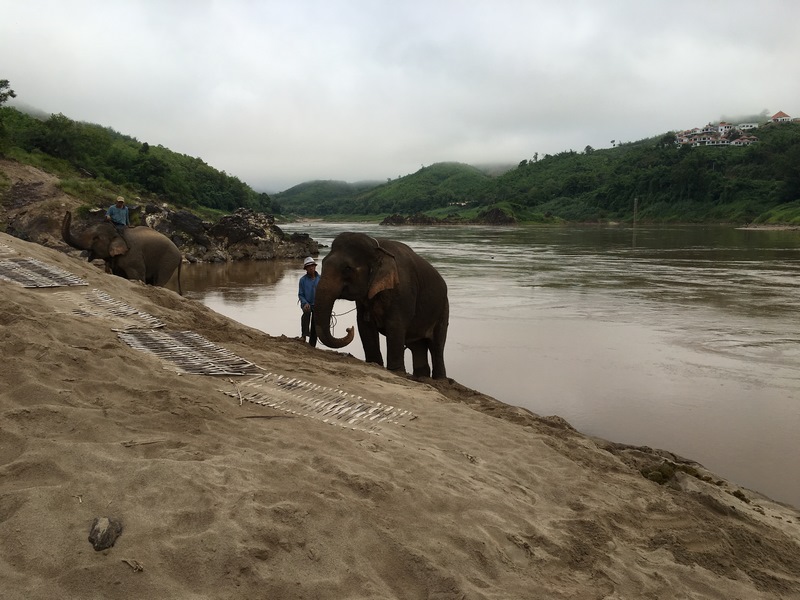 Therapeutic Trek with Elephants
