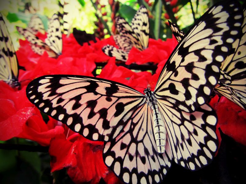 A Full Day of Family Fun in Penang