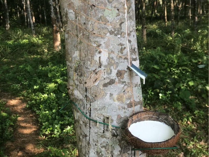 A Malaccan Kampung Lifestyle & Cooking Experience