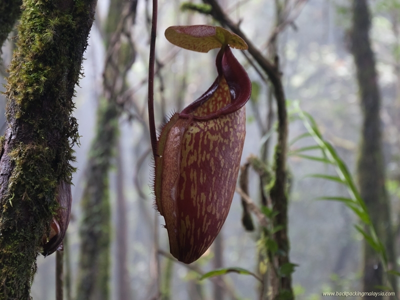 Cameron Highland Explorer (ex Cameron)