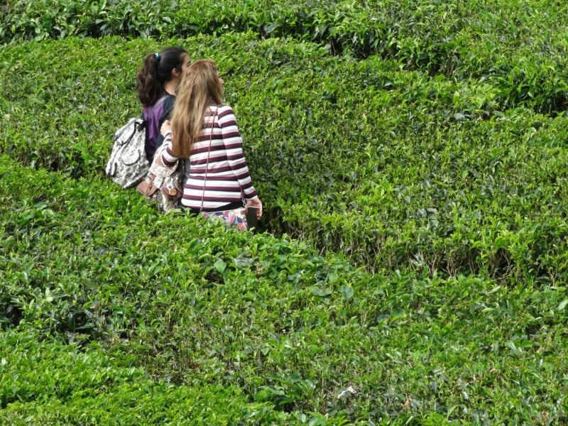 Cameron Highland Explorer (ex Cameron)