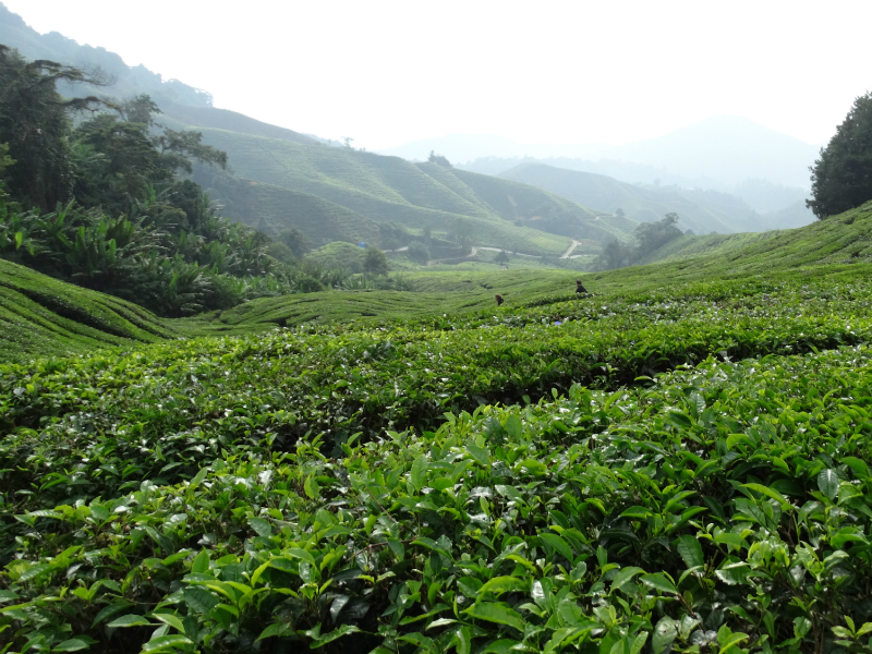 Cameron Highlands Mossy Forest Explorer (Private tour)