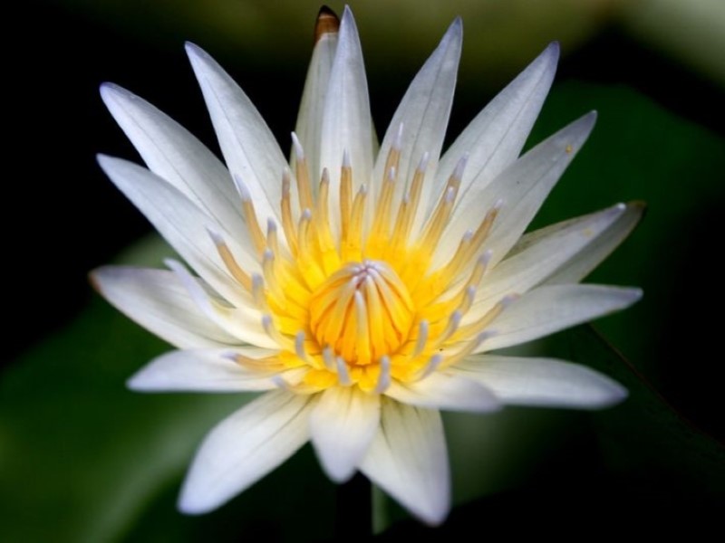 Cuisine, Art and Gardens