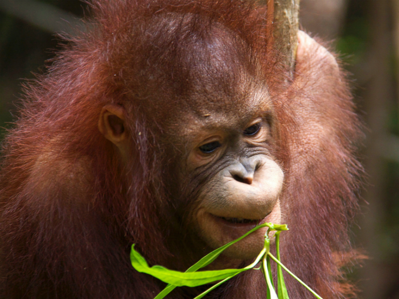 Family Rainforest Kayak and Orang Utans