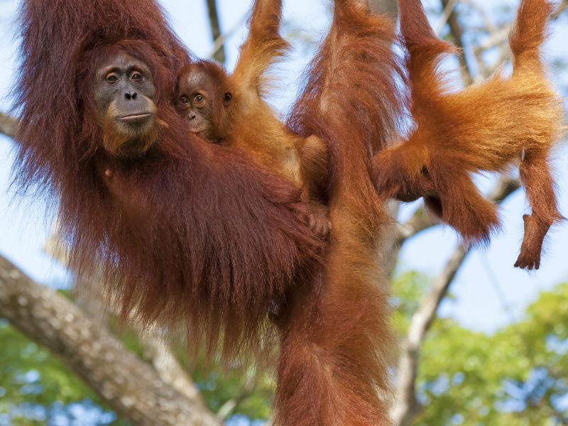 Family Rainforest Kayak and Orang Utans