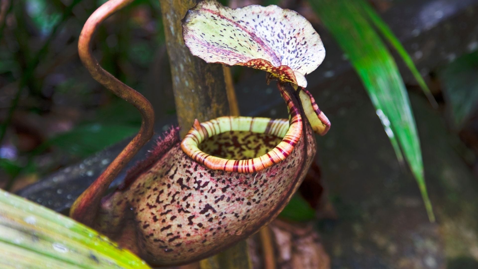 Fauna, Flora & Culture of Sarawak