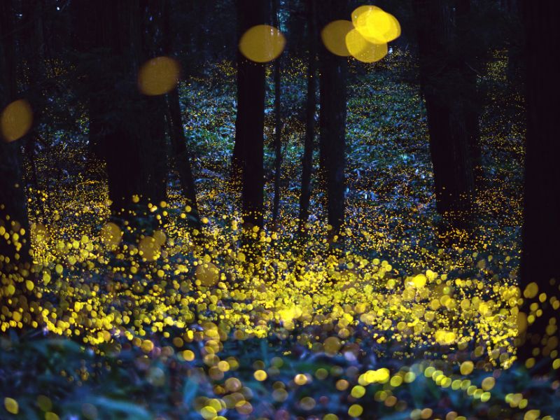 Kuala Selangor’s Fireflies