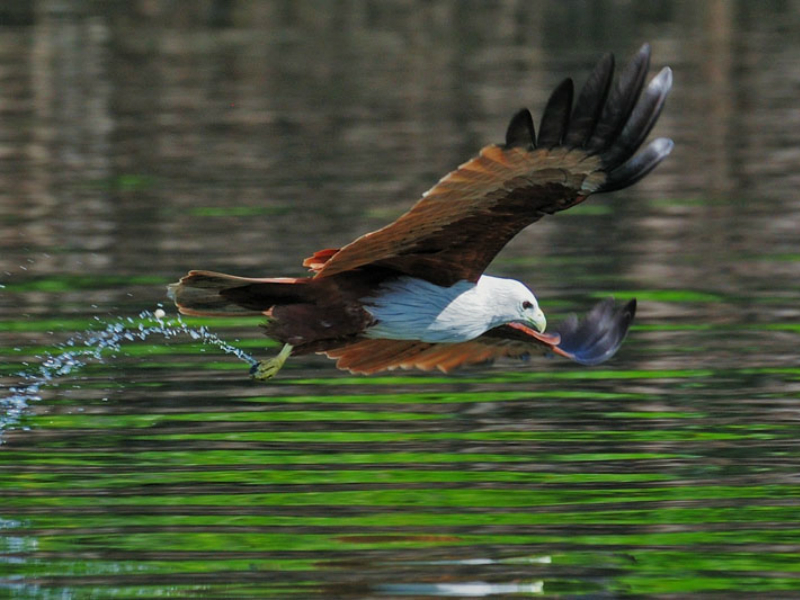 Langkawi Mangrove Forest Boat Trip (Join in Tour)