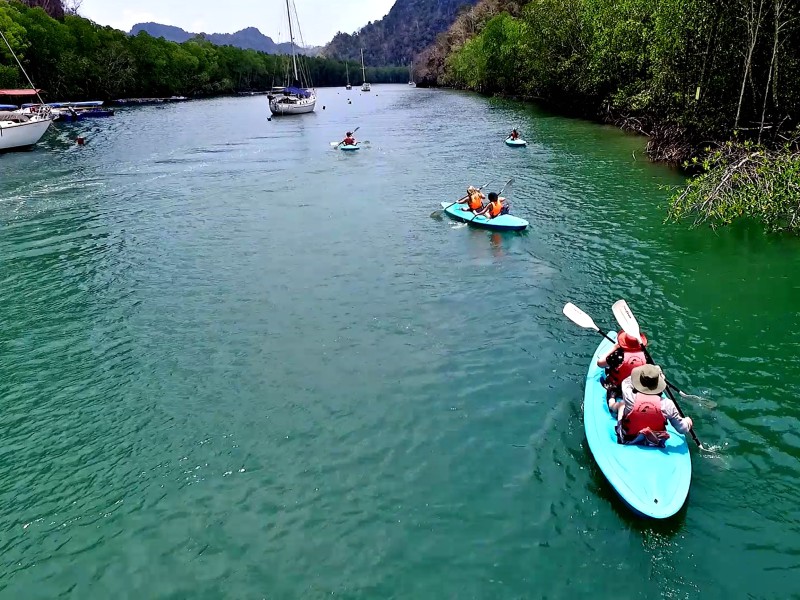 Langkawi Mangrove Forest Kayak (Join in Tour)