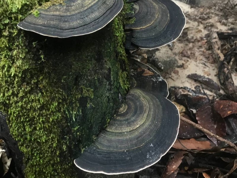 Langkawi Rainforest Trek