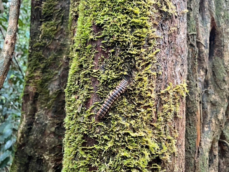 Langkawi Rainforest Trek