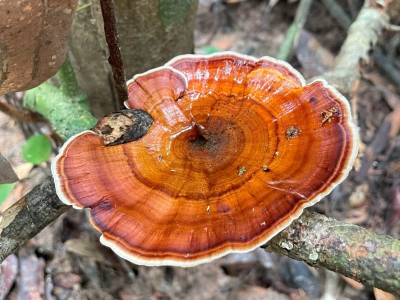 Langkawi Rainforest Trek