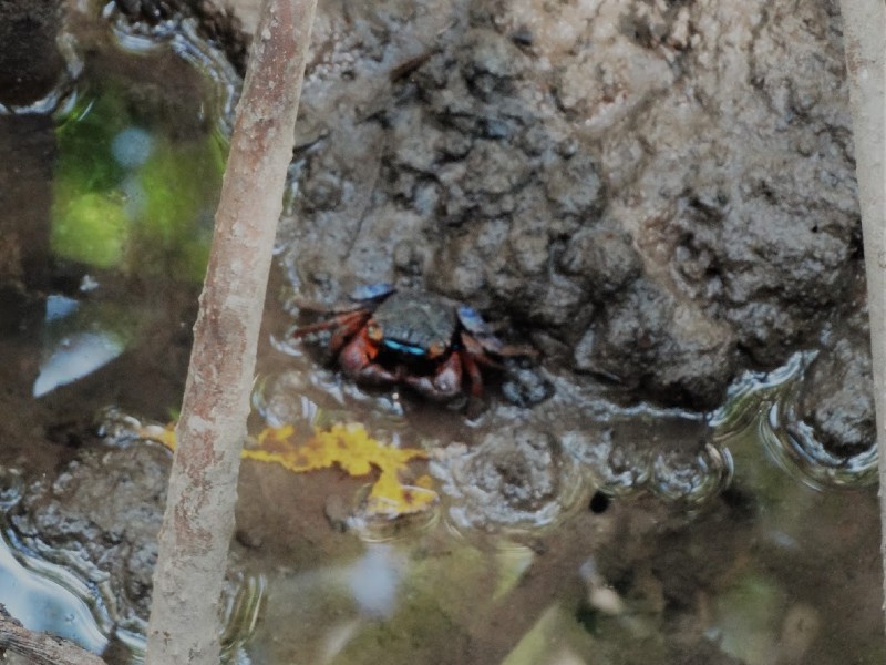 Mari Mari Wetlands & Kota Kinabalu