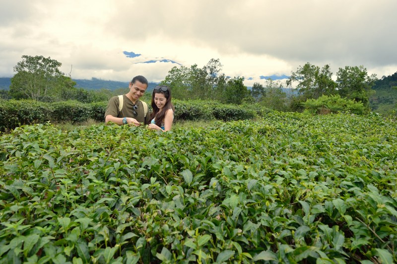 Mt Kinabalu Park, Poring Hot Springs & Sabah Tea