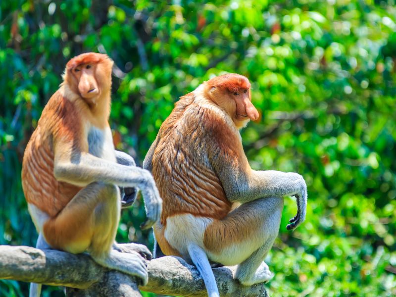 Proboscis & Fireflies Cruise