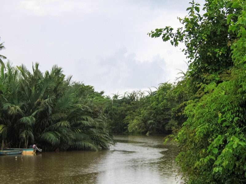 Proboscis & Fireflies Cruise