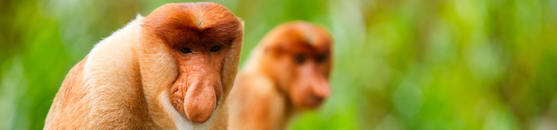 Image of River Safari and Fireflies