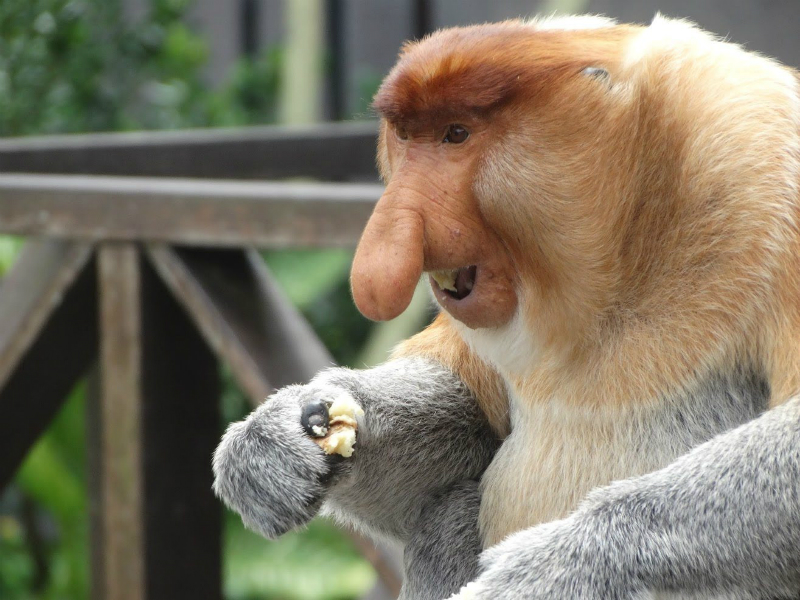 Sandakan Day Trip - Ex BKI