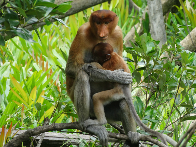 Sandakan Day Trip - Ex BKI