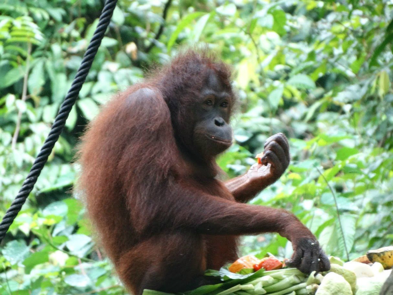 Sandakan Day Trip - Ex BKI
