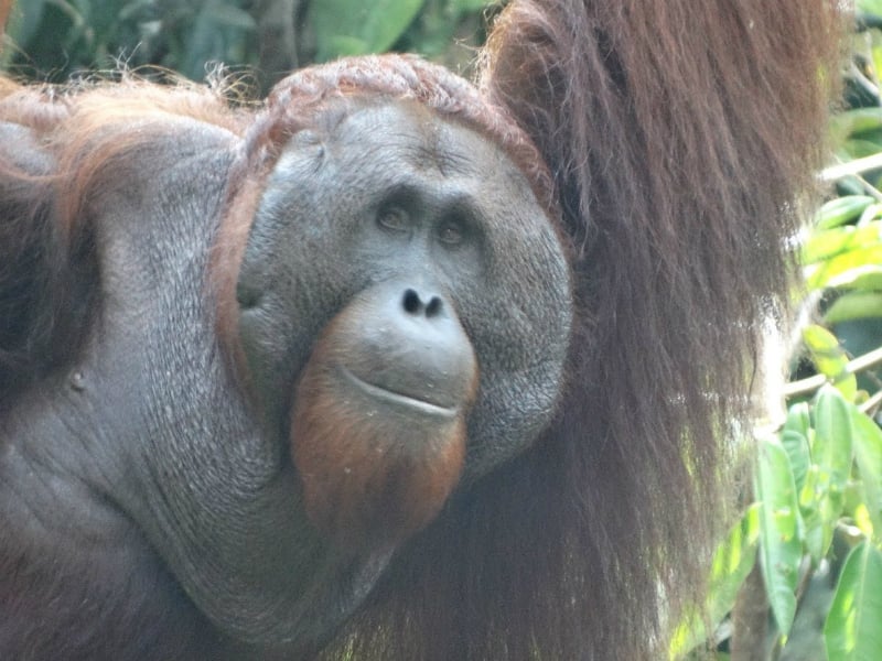 Orangutans & Tribes of Sarawak