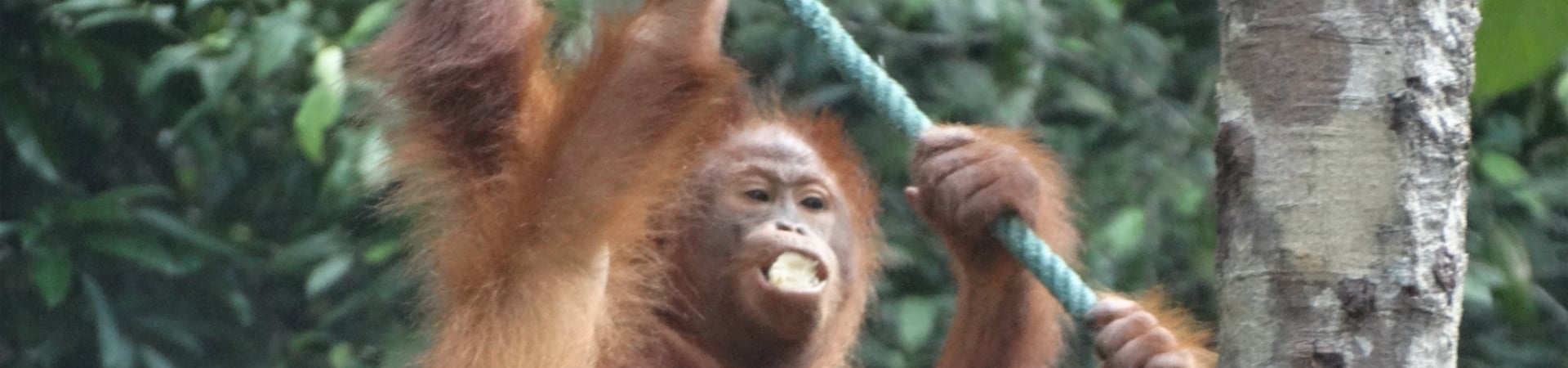 Image of Orangutans & Tribes of Sarawak