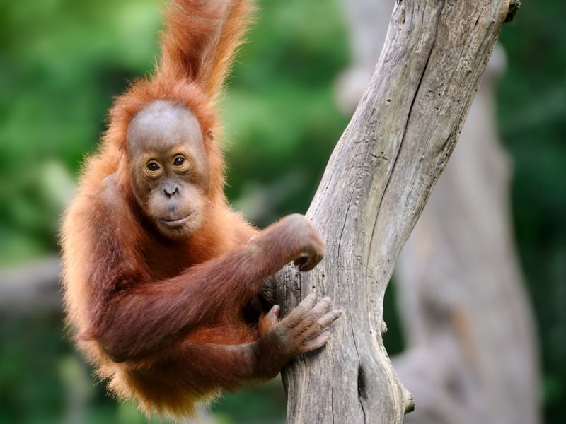 Semenggoh Orang Utan Discovery