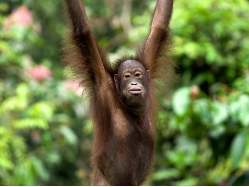 Semenggoh Orang Utan Discovery