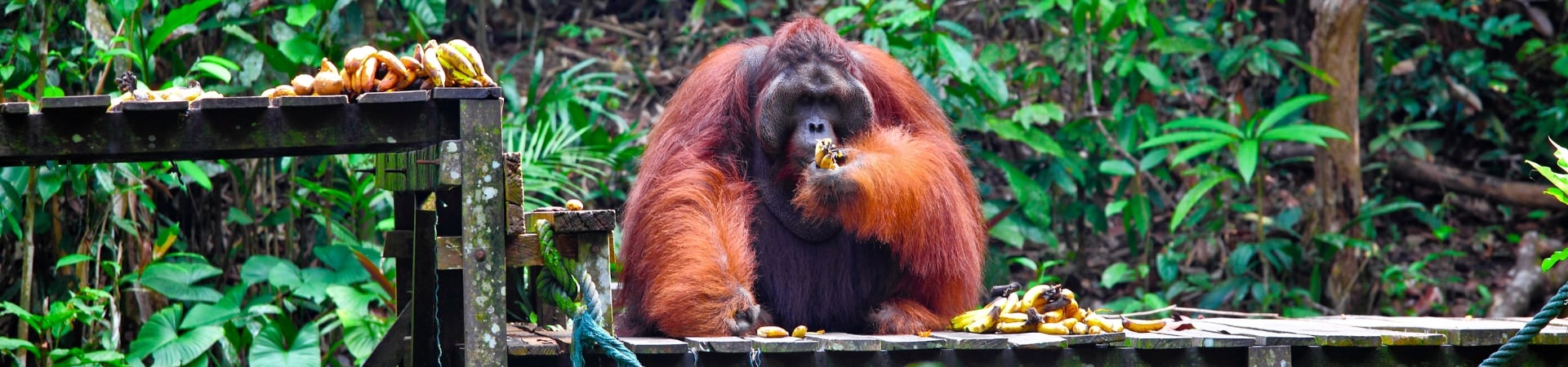 Image of Semenggoh Orang Utan Discovery
