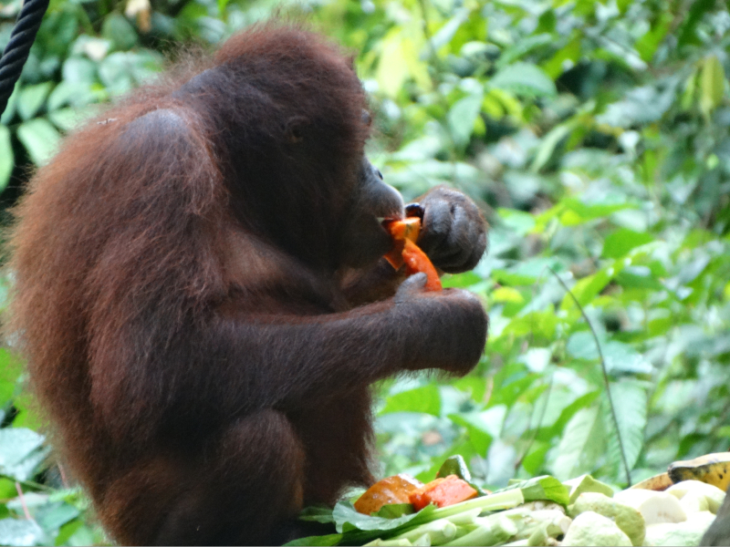 Sun Bears & Orangutans
