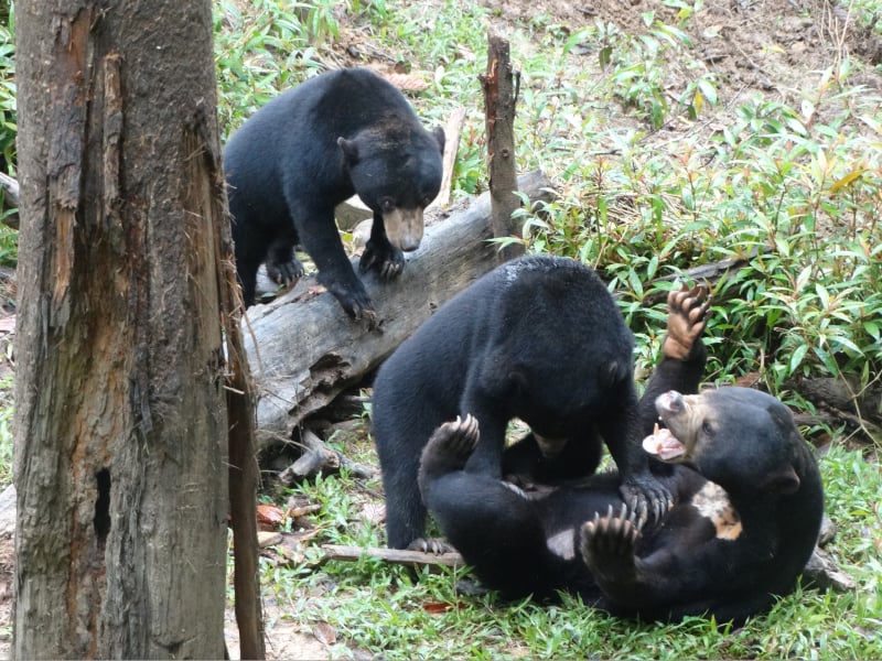 Sun Bears & Orangutans