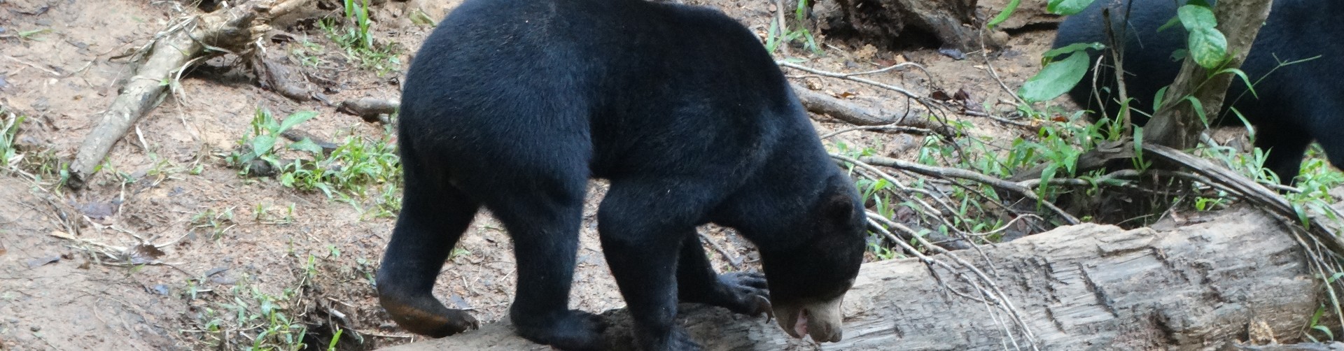 Image of Sun Bears & Orangutans