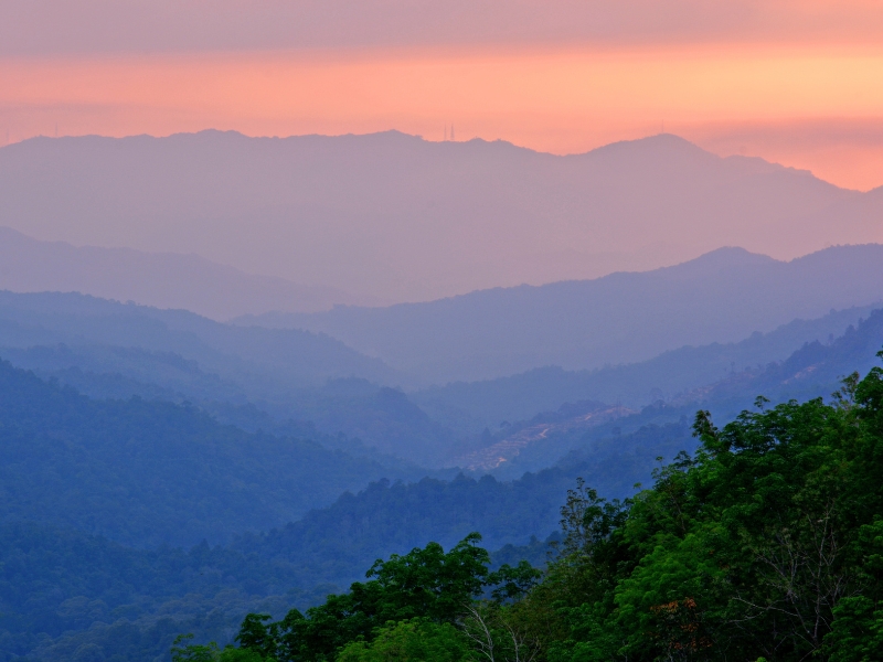 The World’s Largest Flower