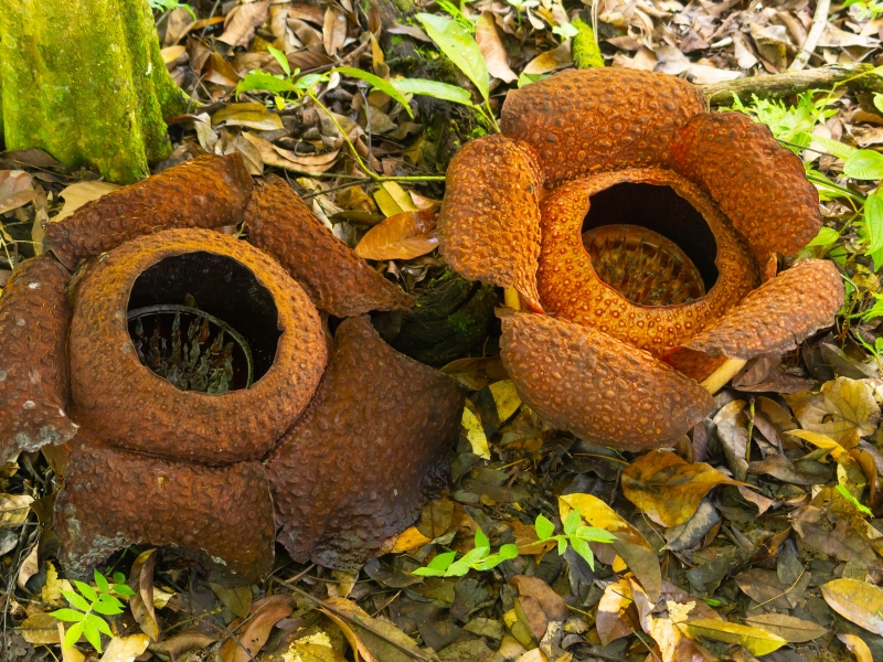 The World’s Largest Flower